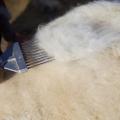 Why Mongolian Cashmere Is the Softest in the World